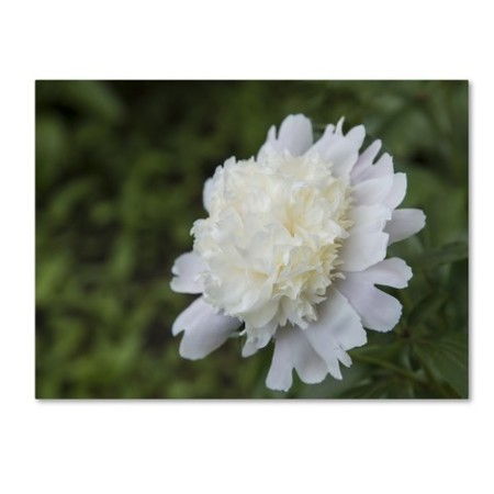 TRADEMARK FINE ART Kurt Shaffer 'White Peony' Canvas Art, 35x47 KS01158-C3547GG